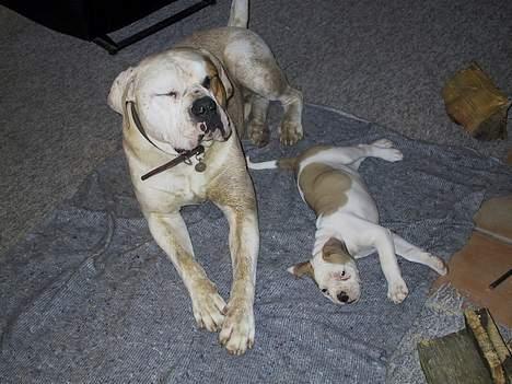 Amerikansk bulldog Papyja(Rest In Peace) billede 6