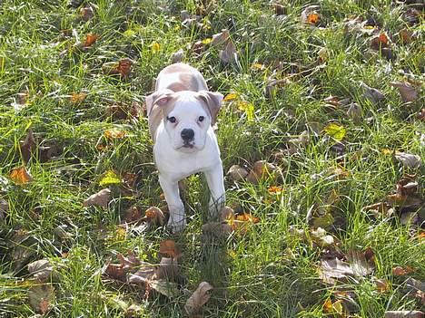 Amerikansk bulldog Papyja(Rest In Peace) billede 7