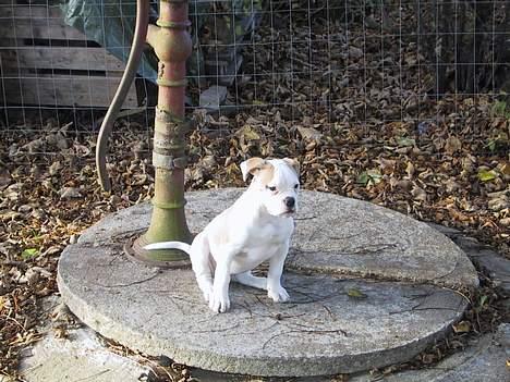 Amerikansk bulldog Papyja(Rest In Peace) billede 8