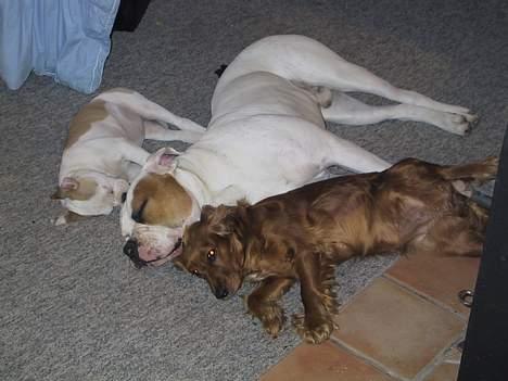 Amerikansk bulldog Papyja(Rest In Peace) -  shh vi sover billede 9