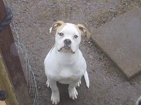 Amerikansk bulldog Papyja(Rest In Peace) billede 10