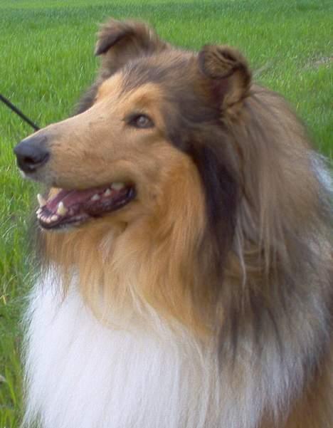 Collie langhåret jackie billede 11