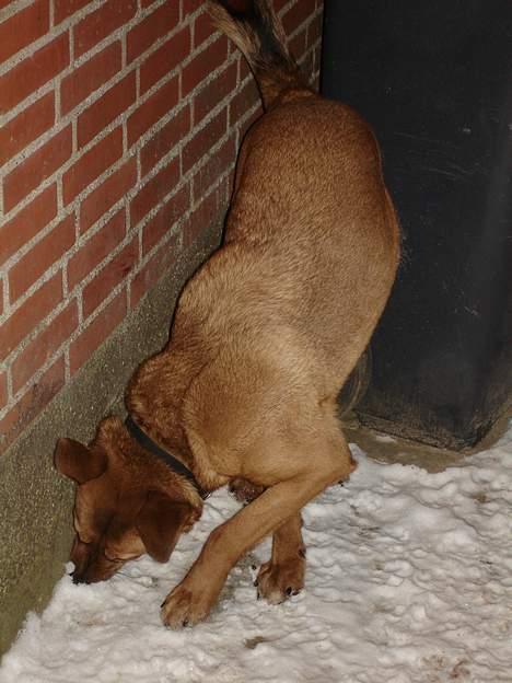Blanding af racer Sascha - R.I.P - Her lugter godt... billede 4