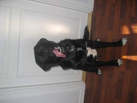 Labrador retriever Sigurd billede 1