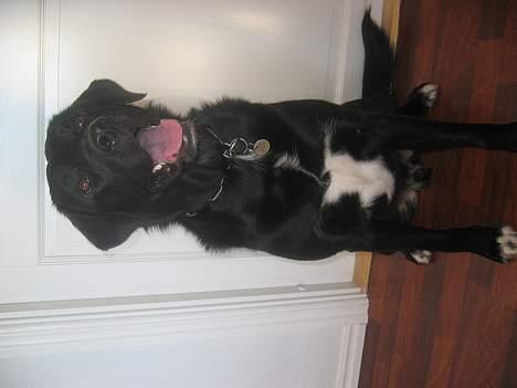 Labrador retriever Sigurd billede 2