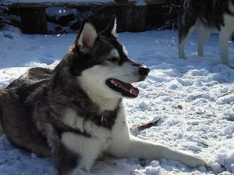Alaskan malamute Bailey - Dejligt med sne :-) billede 12