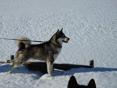 Alaskan malamute Bailey - Hvorfor er jeg i snor, når der er en and ude på isen ? ? ? billede 13