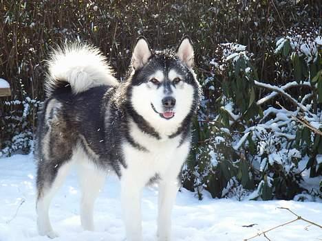 Alaskan malamute Malic *RIP* - Er jeg ikke lækker...... billede 13