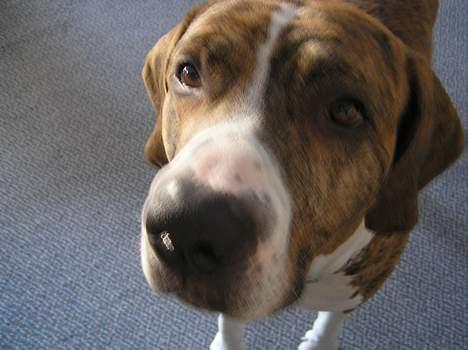 Fila brasileiro Fernando Mastiff billede 13