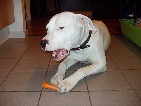 Blanding af racer Emma "dogo/ amr. bulldog" billede 9