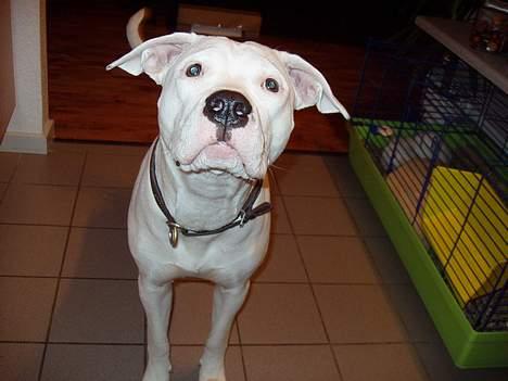 Blanding af racer Emma "dogo/ amr. bulldog" billede 10