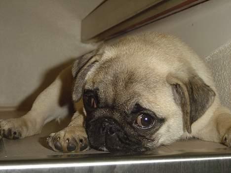 Mops Tubi ( TUGI NUGI ) billede 17