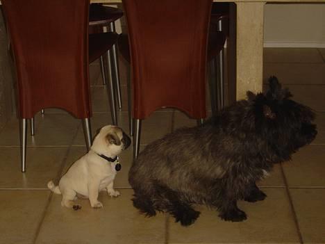 Mops Tubi ( TUGI NUGI ) billede 18