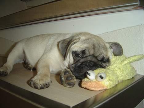 Mops Tubi ( TUGI NUGI ) billede 19