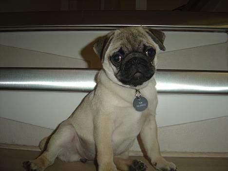 Mops Tubi ( TUGI NUGI ) billede 20