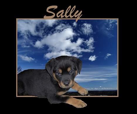 Rottweiler Sally billede 14