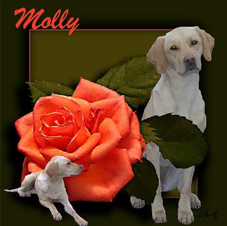 Labrador retriever Molly billede 15