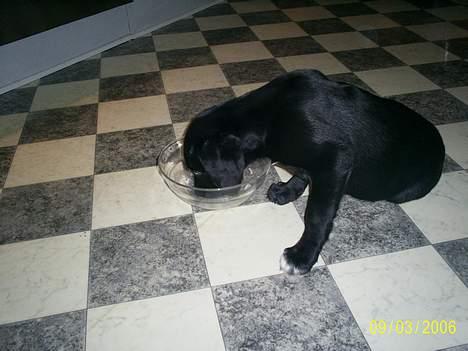 Labrador retriever Freja (Formel 1) - Mmmmmm.... jeg fik lige noget guff... slikker lige skålen ren..hehe billede 5