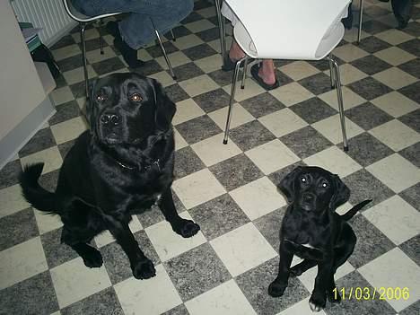 Labrador retriever Freja (Formel 1) - her er jeg med min BEDSTE ven Amigo.... sidder vi ikk pænt... billede 6