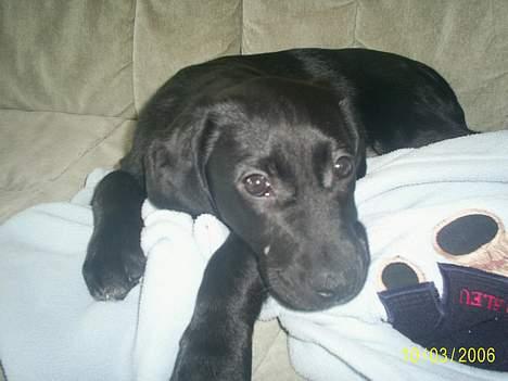 Labrador retriever Freja (Formel 1) - heii.. Godnat jeg ville til at sove..gab.. billede 7