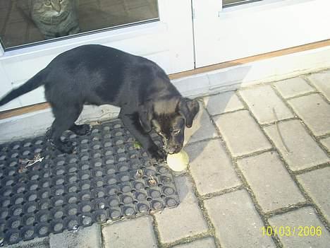 Labrador retriever Freja (Formel 1) - leger lige med min tennisbold..... billede 8