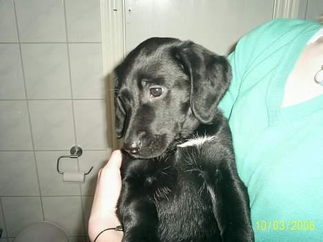 Labrador retriever Freja (Formel 1) - jeg kom lige op at side ved Maja... billede 9