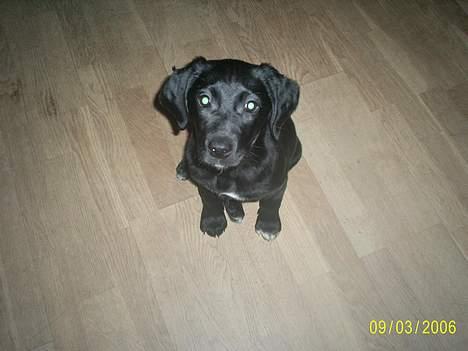 Labrador retriever Freja (Formel 1) - heiiii.... er jeg ikk en fin model..hehe billede 10