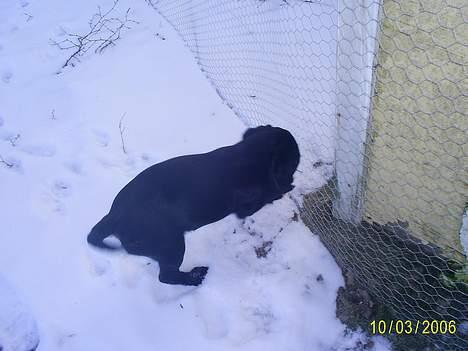 Labrador retriever Freja (Formel 1) - Puha .. det er hårdt at grave... øøv jeg må ikk komme ind på den anden side af hegnet.. billede 11