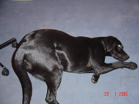 Labrador retriever monty - jeg står altid på hovedet når jeg er glad :) billede 1