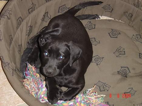 Labrador retriever monty - dagen vi fik ham.. billede 2