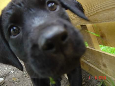 Labrador retriever monty - HEEEJ billede 3