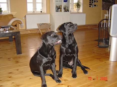 Labrador retriever monty - mig til højre.. billede 4