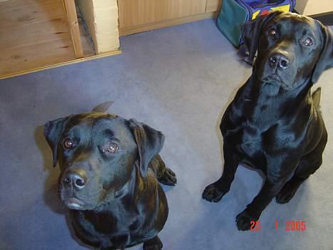 Labrador retriever monty - også mig til højre billede 5
