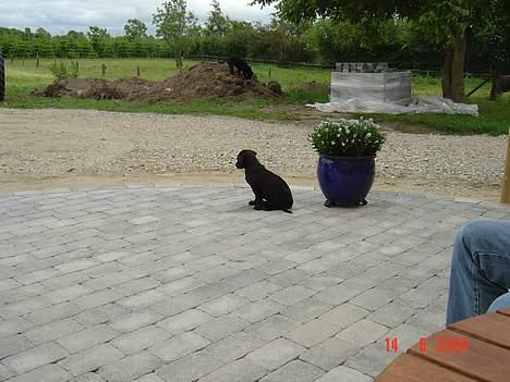 Labrador retriever monty - sidder lige og drømmer lidt for mig selv billede 6