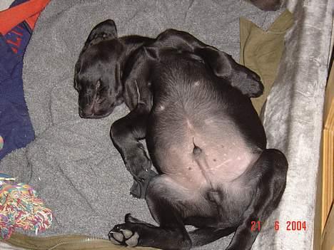 Labrador retriever monty - godnat billede 7