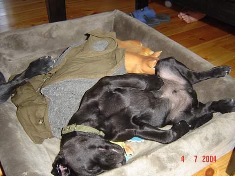 Labrador retriever monty - og sov godt billede 8