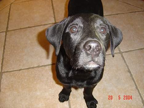Labrador retriever baloo - dav :) billede 6