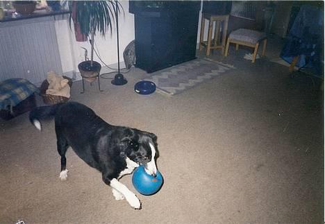 Blanding af racer Freja - Freja og hendes elskede boldt! billede 1