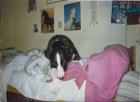 Blanding af racer Freja - Er der noget bedre end en god varm seng?? billede 2