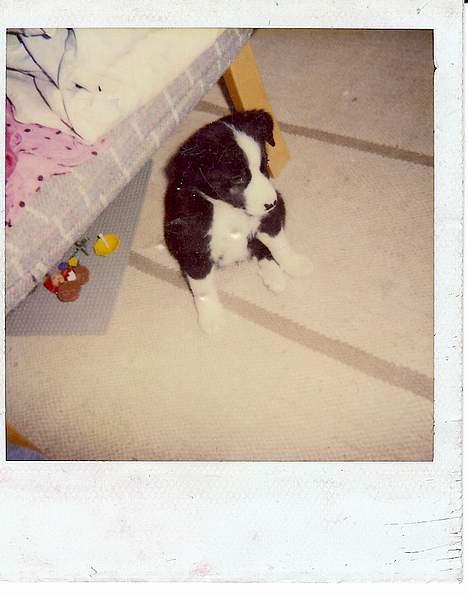 Blanding af racer Freja - På grønland. Her er hun ikke særlig gammel.... billede 3