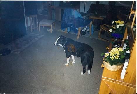 Blanding af racer Freja - uha - en træls kat... (under stolen kan man lige se vores kat Simba) billede 4