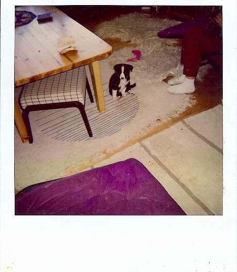 Blanding af racer Freja - Nåååå - hvor er hun lille =D billede 5