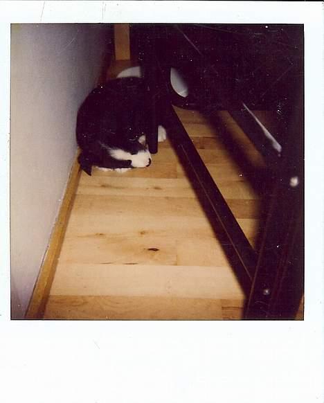 Blanding af racer Freja - sov sødt lille freja.... billede 6