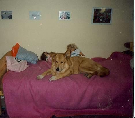 Blanding af racer Thor - <3 Thor <3 billede 1