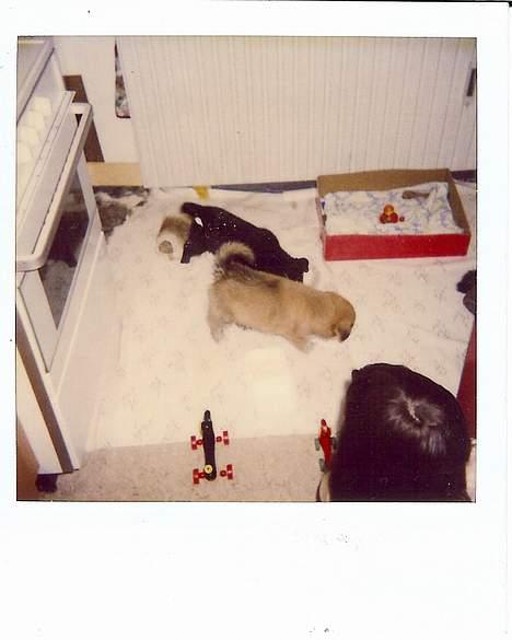 Blanding af racer Thor billede 2