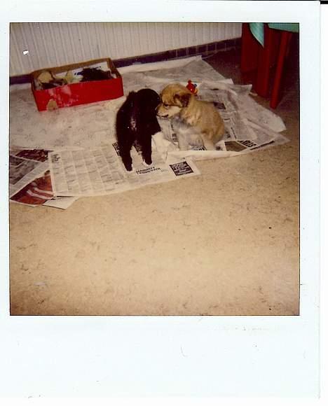 Blanding af racer Thor billede 3