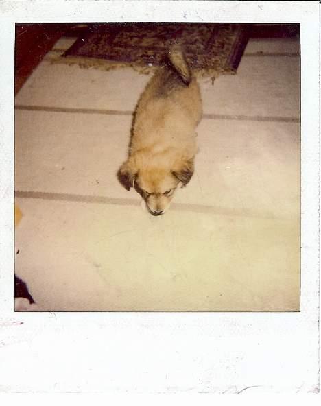 Blanding af racer Thor billede 4