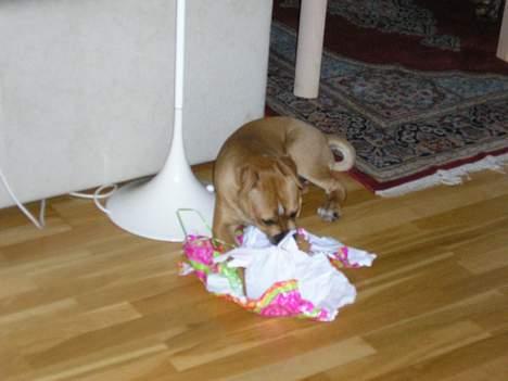 Amerikansk bulldog Annabel (Belle) - Jeg ELSKER gaver :o) billede 2