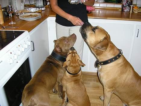 Amerikansk bulldog Annabel (Belle) - Her jeg sammen med mine to "storebrødre", Seb og Ilmer. billede 3