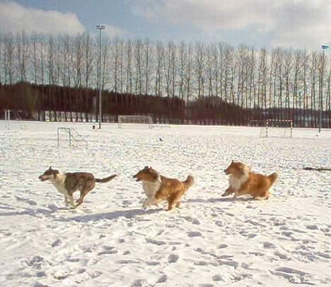 Collie korthåret Zeppo. nu i hundehimlen - Ha ha i kan ikke fange mig billede 12